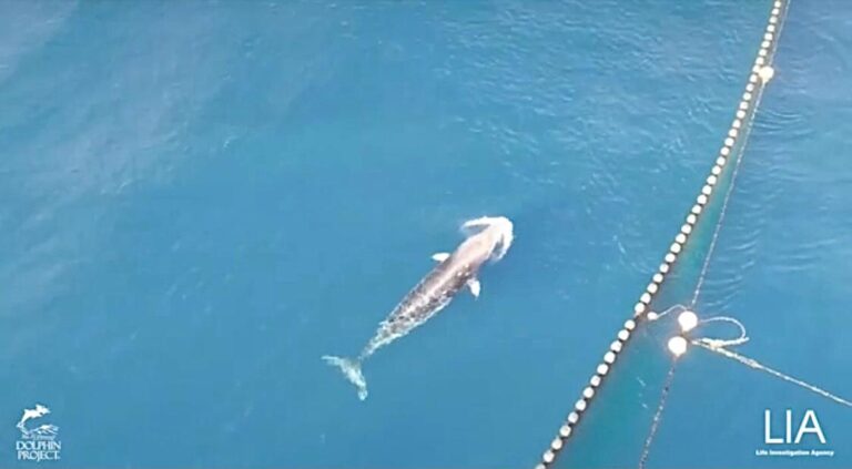 Breaking! After 19 Days Trapped In Japan’s Infamous ‘Cove,’ Young Minke Whale Brutally Killed By Taiji Fishermen