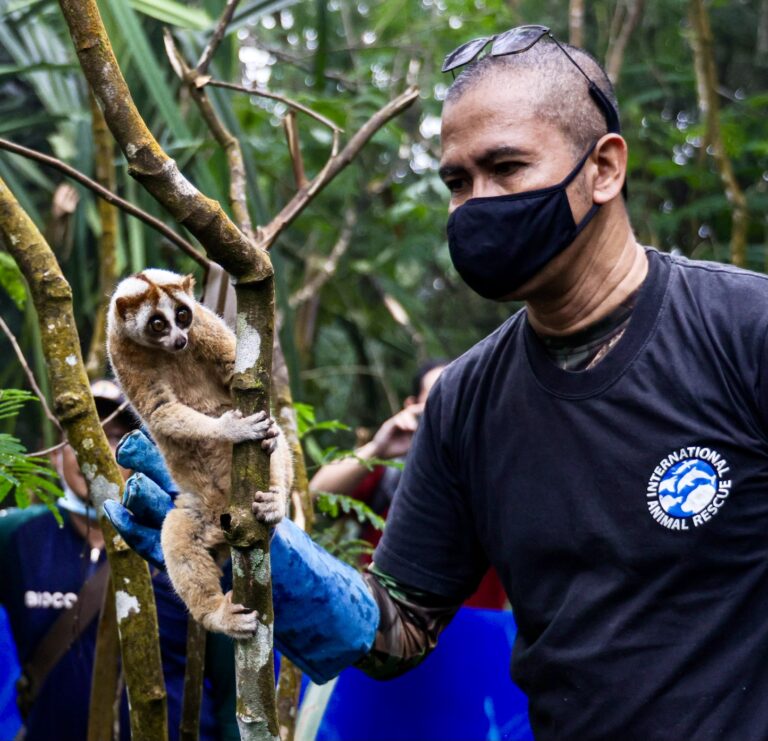 Breaking! 30 Slow Lorises Reportedly Kept As ‘Pets’ Are Rescued & Released Back Into The Rainforest In Indonesia