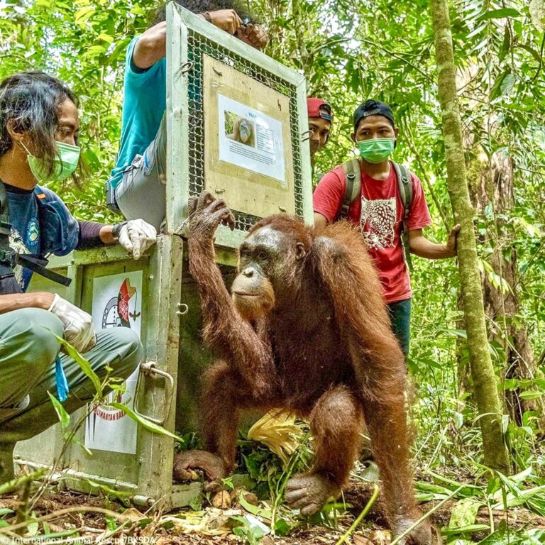 Five Orangutans Formerly Kept As “Pets” In West Borneo Are Rehabilitated & Released Back Into Their Rainforest Home