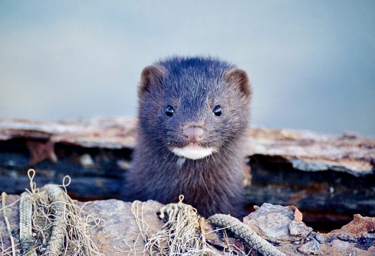 Breaking! Sweden Shuts Down Its Mink Industry In 2021 To Stop The Spread Of COVID-19