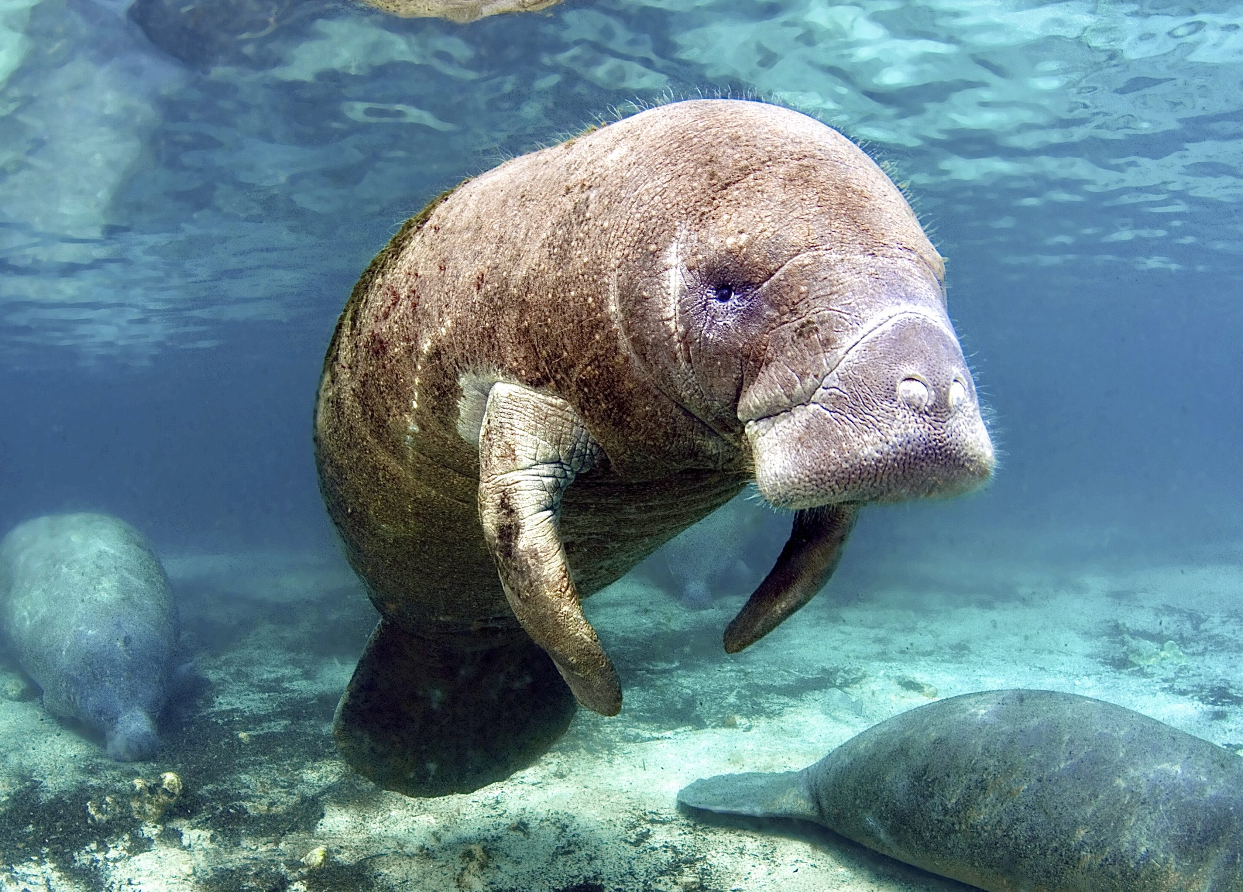 WAN Exclusive Update On Florida Manatee With The Word 'TRUMP' Etched On ...