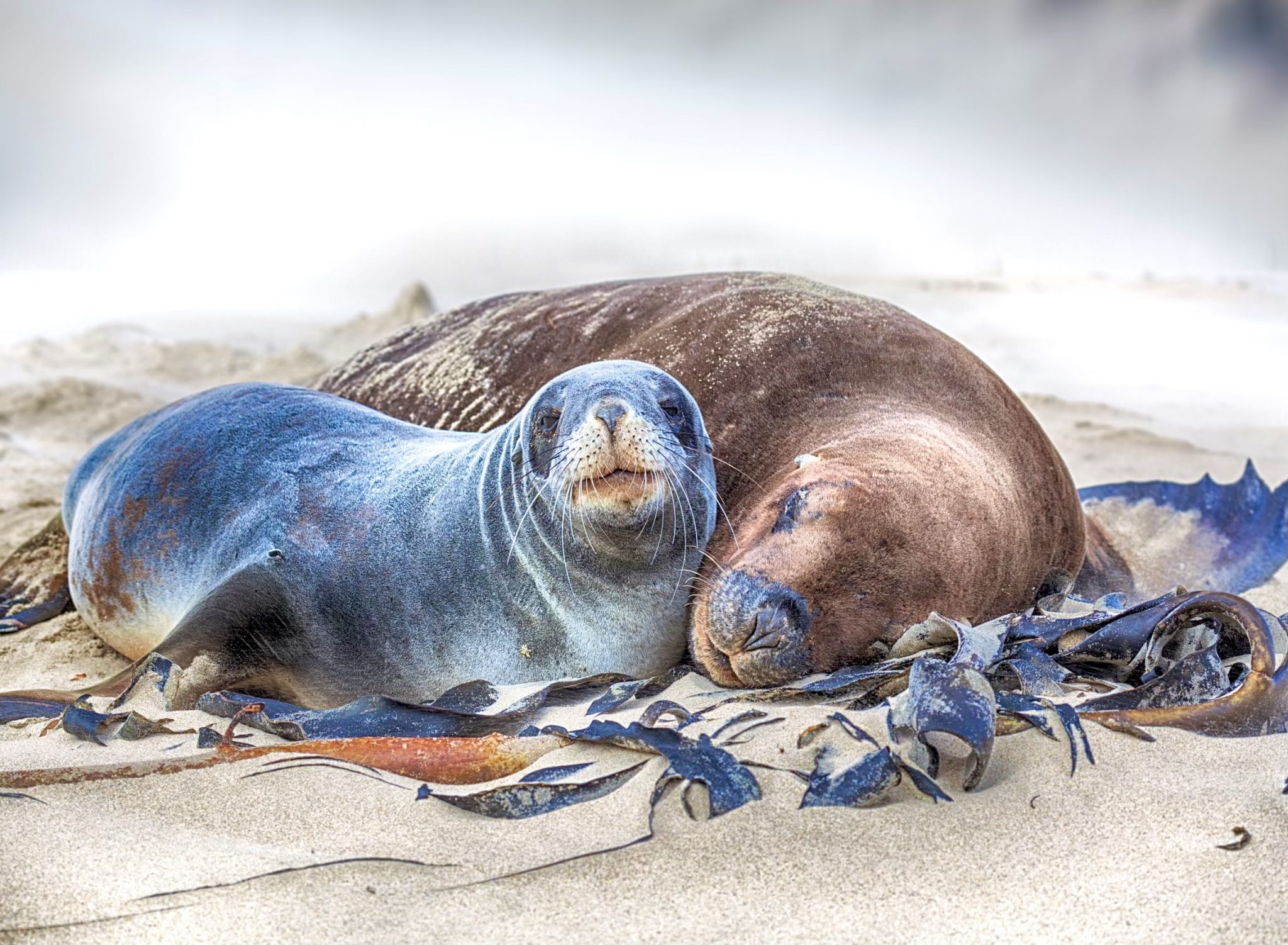 Breaking! Compassionate City In New Zealand Closes Busy Road To Protect ...