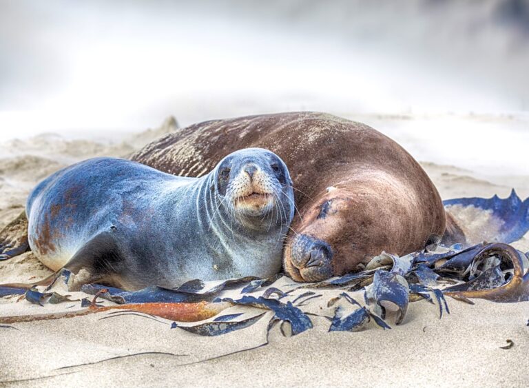 Breaking! Compassionate City In New Zealand Closes Busy Road To Protect An Endangered Nesting Sea Lion & Her Pup