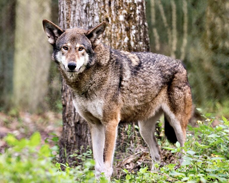 Breaking! North Carolina Court Rules For The Release Of Captive Red Wolves To Save The Last Seven Remaining In The Wild  From Extinction
