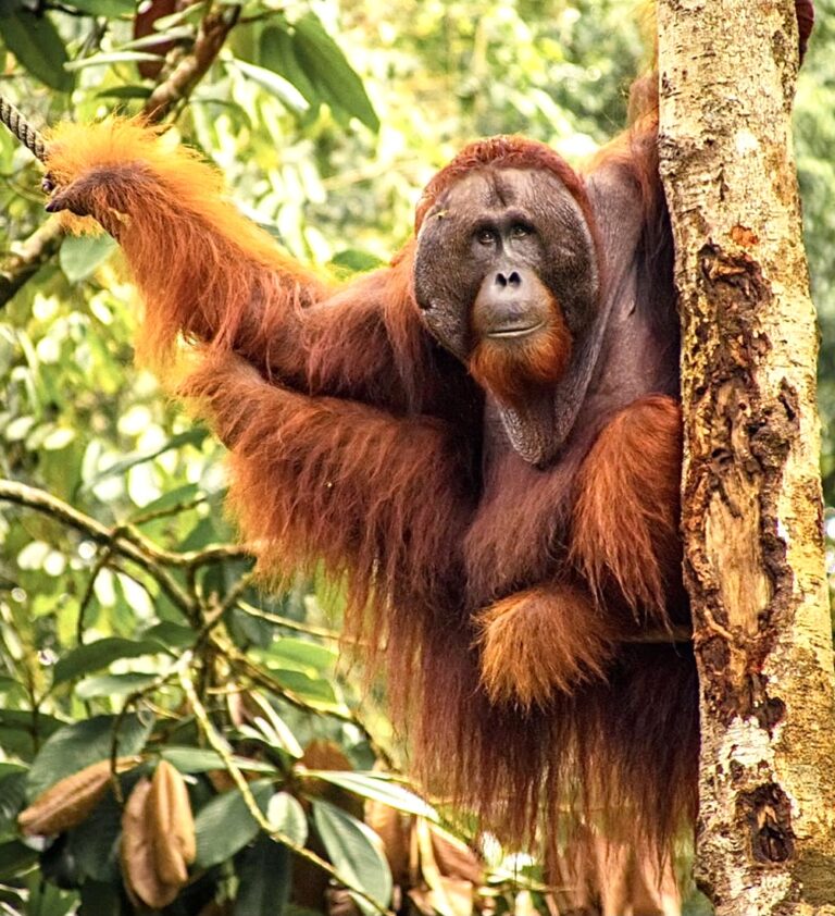 Peace 4 Animals, SCIL, NRDC & FOE Introduce California Anti-Deforestation Bill To Protect Critical Rainforest Habitat & Endangered Species