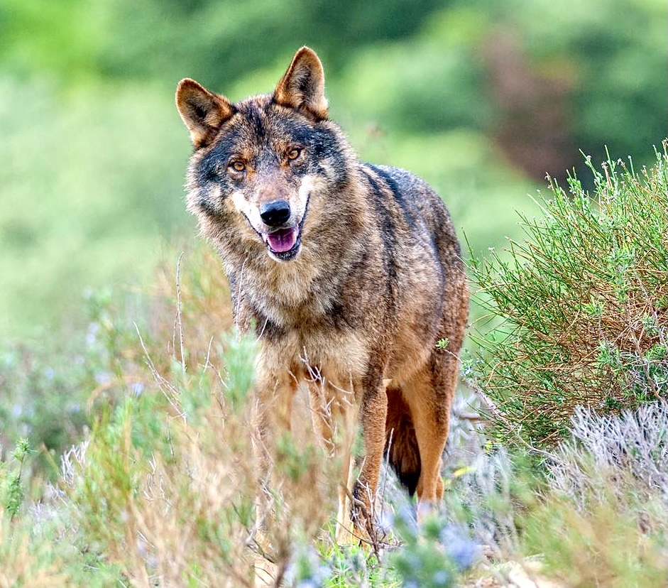 A Historic Win As Spain Announces Plans To Ban The Hunting Of Wolves To Protect The Last 1,500-2,000 Remaining In Spain