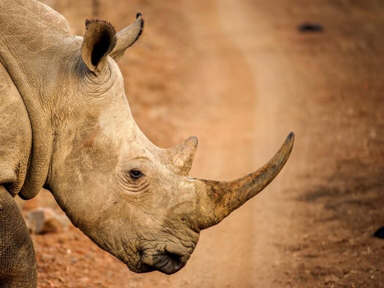 Breaking! South African Customs Seize More Than USD $3.5 Million Worth Of Rhino Horn Headed To Malaysia