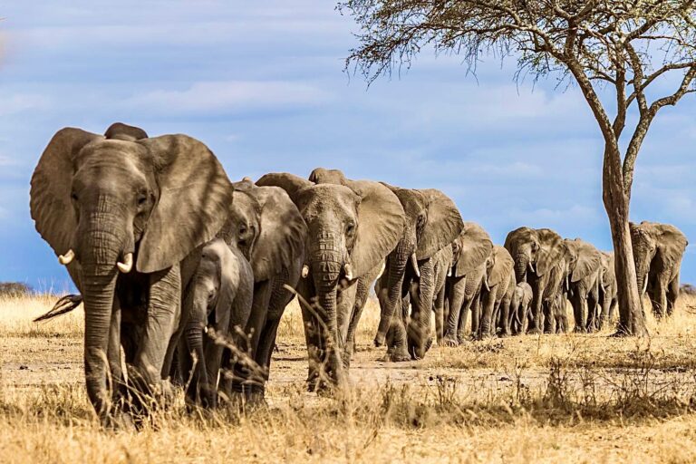 Despite Public Outrage, Namibia Moves Forward With Their Controversial Plan To Auction Off 170 Wild Elephants