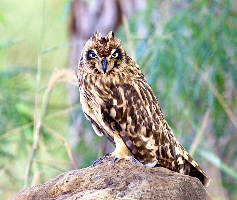 Breaking! A Generous Donor Protects 300 Acres Of South Oahu’s Rainforest To Save Native Species In Hawaii
