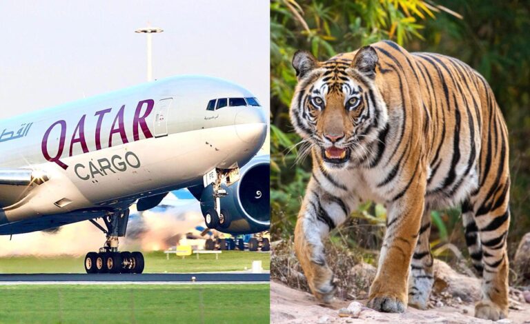 Breaking! Qatar Airways Cargo Saves Wildlife With ‘WeQare’ Initiative By Flying Endangered Species Back To Their Natural Habitat