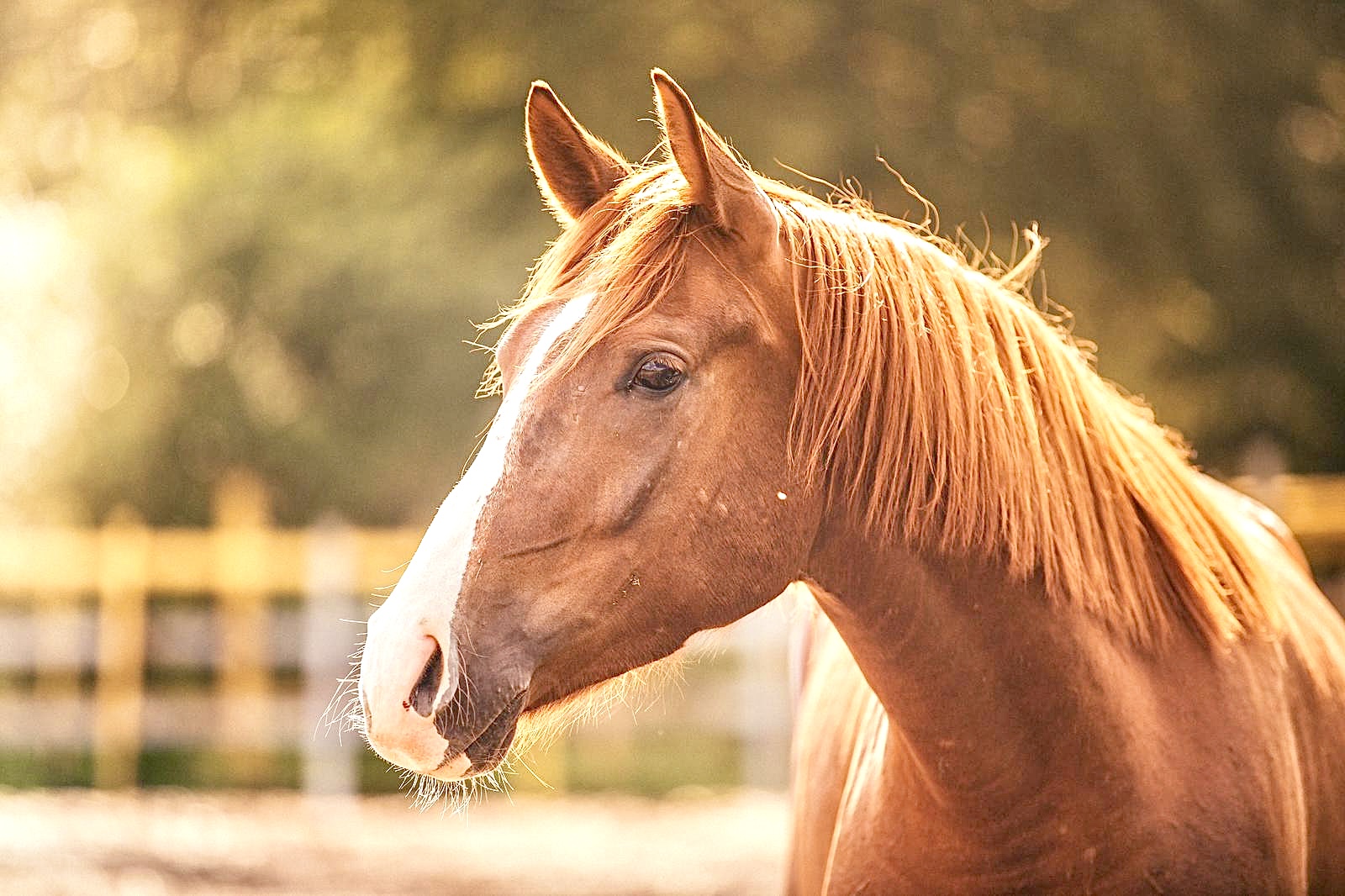The Horse Transportation Safety Act Was Recently Reintroduced In The U.S. With 105 Bipartisan Co-Sponsors