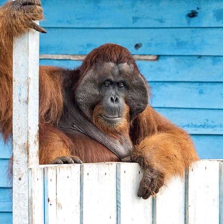 Orangutan Named ‘Boncel’ Is Rescued & Translocated For A Second Time Due To Loss Of Habitat In Indonesia