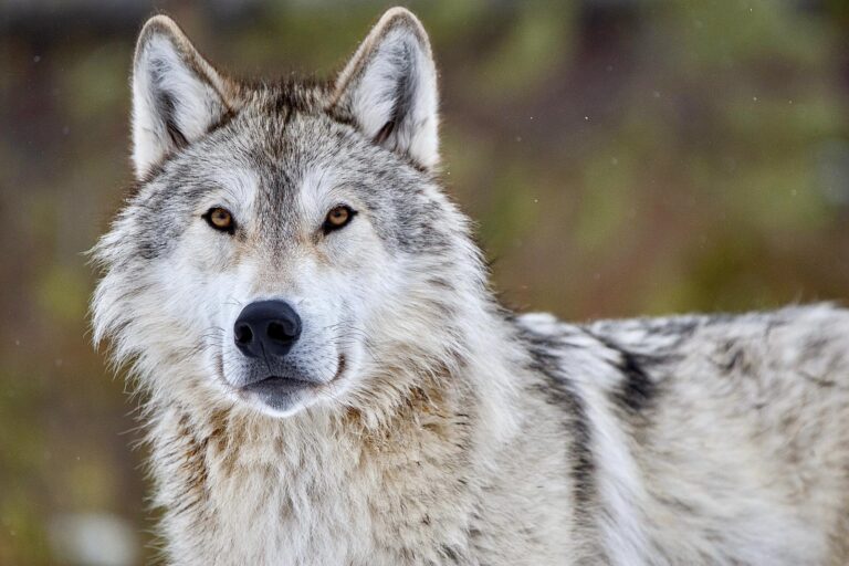 U.S. Fish And Wildlife Service Ignores Biden’s Executive Order To Push To Restore Protections For Gray Wolves In The United States