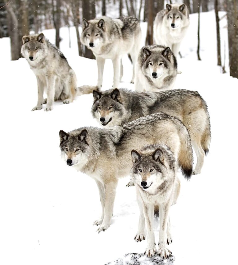 Urgent Action Needed! WAN Talks With World-Renowned Scientist Dr. Reese Halter About The Controversial Wolf Hunt That Just Began In Wisconsin & How To End It