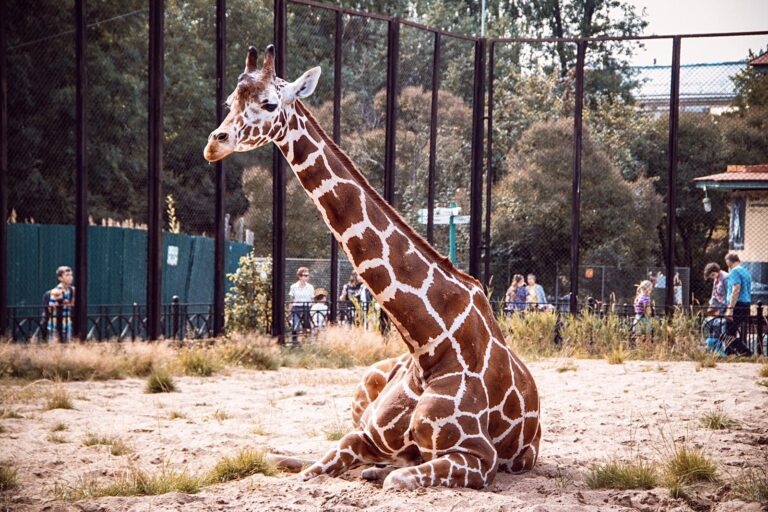European Zoos Urged To Phase Out Keeping Giraffes In Captivity Following Born Free’s New Report