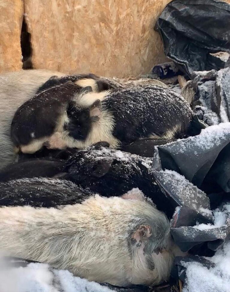 WAN Exclusive Update On A Controversial Case Of Alleged Neglect Of 20 Farm Animals In Colorado