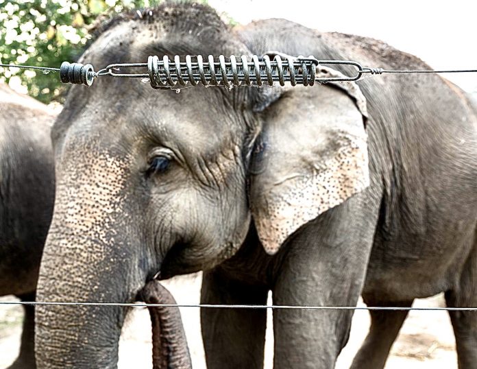 Breaking! The Transfer Of Two Asian Elephants From Canada To Texas Is  Canceled Following In Defense Of Animals' Ranking Of 2020's Worst Zoos -  World Animal News