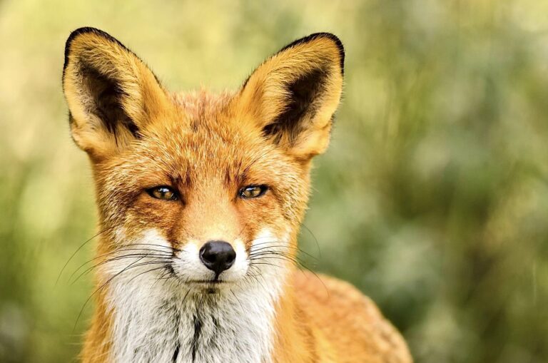 Breaking! High Fashion Houses Balenciaga & Alexander McQueen Join Gucci, Armani, And Versace By Announcing New Fur-Free Policies