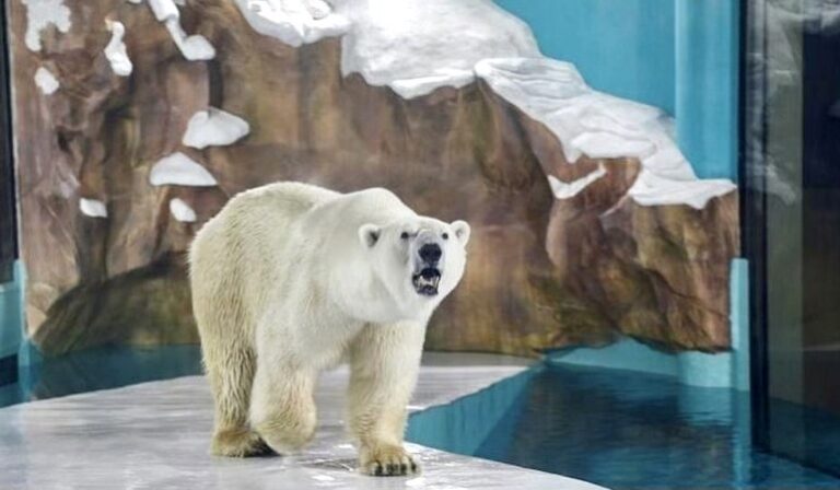 Urgent Call To Action! Help Shut Down Cruel Polar Bear Hotel In China