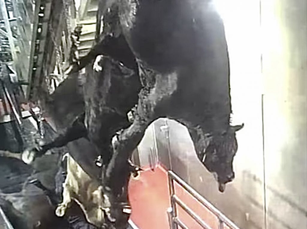 Breaking! Shocking Undercover Investigation Inside Harris Beef  Slaughterhouse That Supplies Meat To Costco - World Animal News