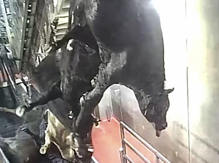 Breaking! Shocking Undercover Investigation Inside Harris Beef Slaughterhouse That Supplies Meat To Costco