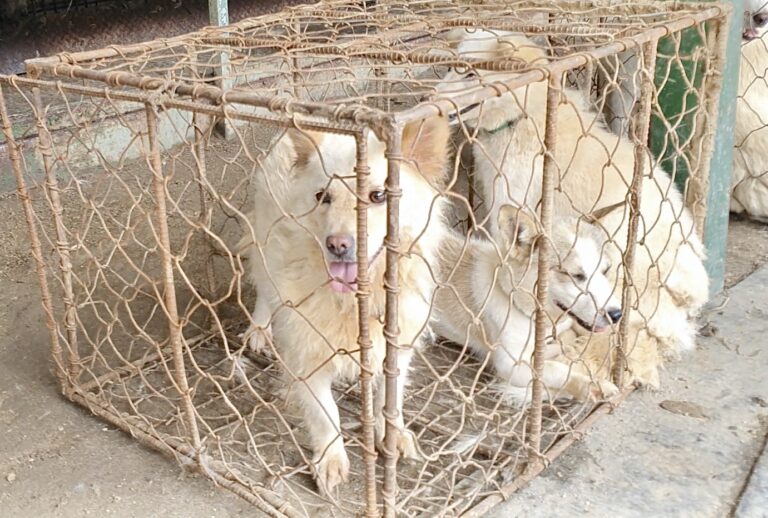 Breaking! Largest Dog Meat Auction House In South Korea Closes Following Lady Freethinker Investigation