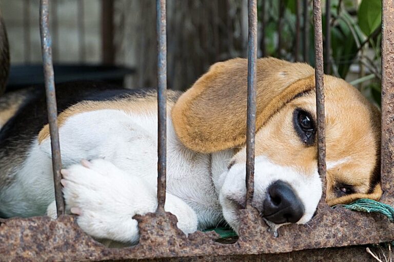USDA Settles With Animal Watchdog Groups, Ensuring Stricter Enforcement Against Puppy Mills & Research Labs In The United States
