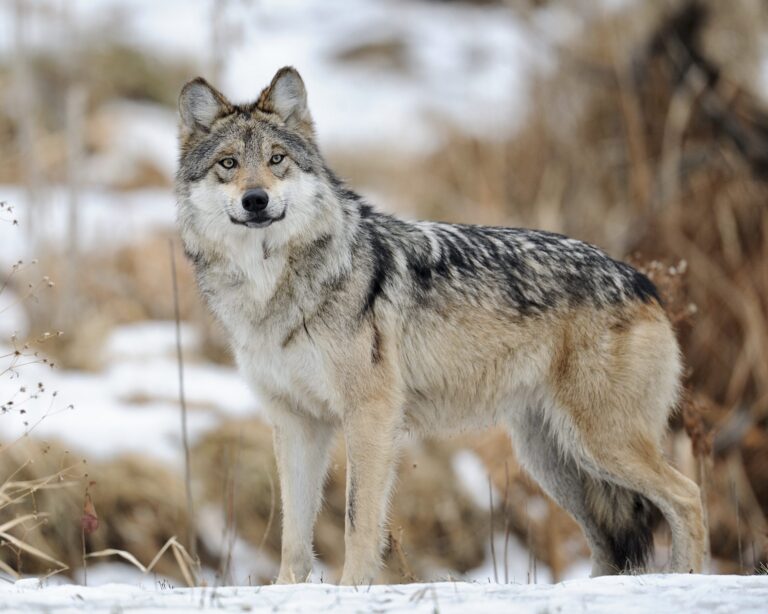 Breaking! $37,000 Reward Offered For Information On Slain Mexican Gray Wolf Found Last Month Near Eagar, Arizona
