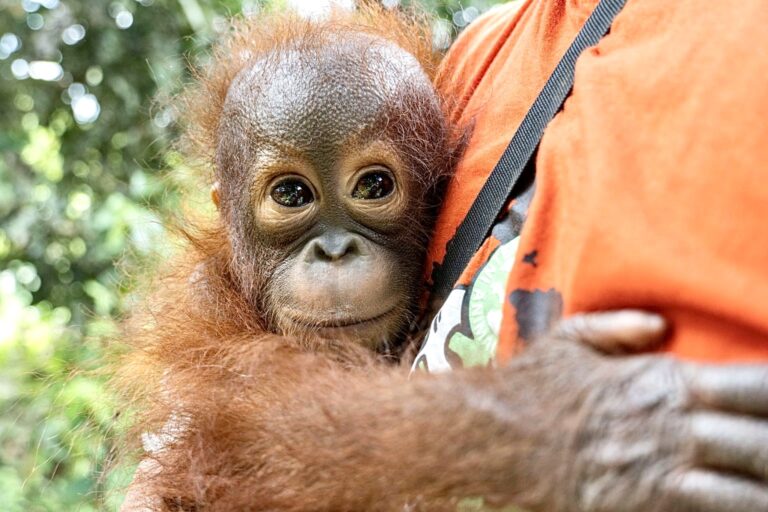 Animal Rescue Groups In Indonesia Save Baby Orangutan Who Was Being Kept As A ‘Pet’ After His Mother Was Killed By Hunters
