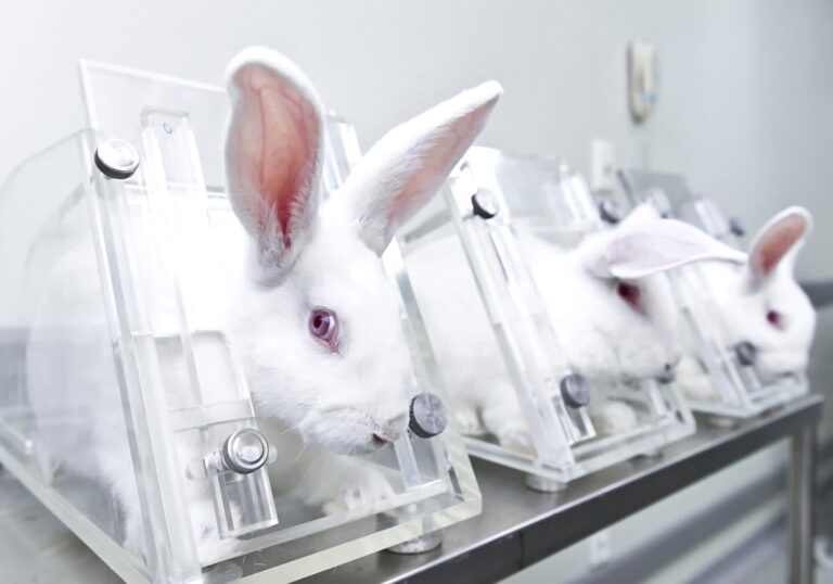 New York Residents: Take Action To Ban Cruel & Outdated Cosmetics Testing On Animals Throughout The State