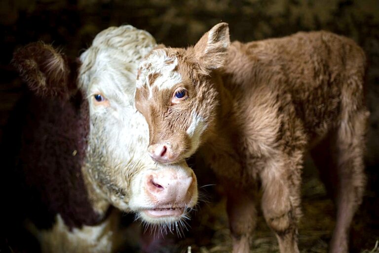 Take Action To Protest The Reopening Of A Notorious Toronto Slaughterhouse Previously Ordered To Close Due To E-Coli Contamination