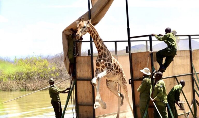 Stranded Endangered Mother Rothschild’s Giraffe & Calf Are Saved During Heroic Rescue From Flooded Island In Kenya