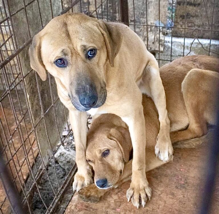 Animal Rescue Organizations In South Korea Work Together To Save 50 Dogs Abandoned At A Former Dog Meat Slaughterhouse