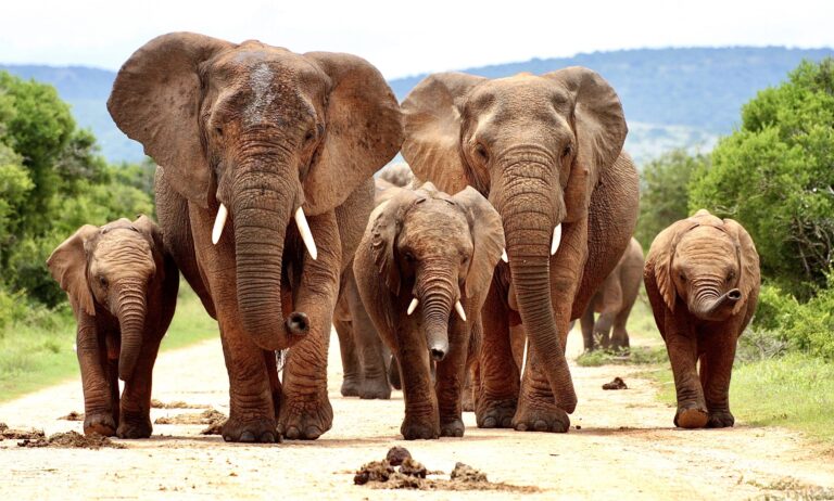 Alleged Poacher Is Trampled To Death By Elephants In Kruger National Park; Other Suspects Have Been Arrested