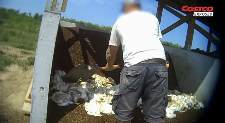 Costco Is Under Fire For Misleading ‘Animal Welfare Claims;’ Members Of Congress Urge The Federal Trade Commission To Investigate