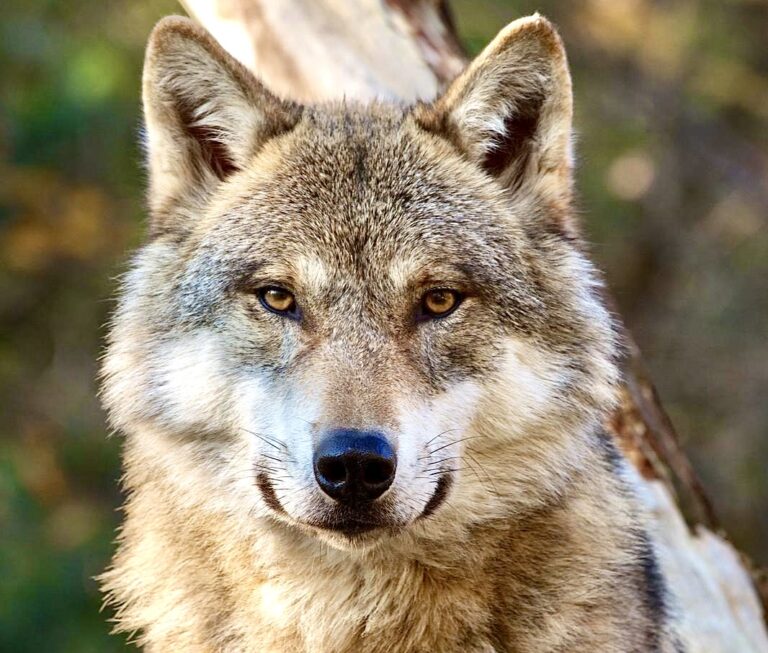 WildEarth Guardians Wins Lawsuit Against USDA’s Wildlife Services To Stop The Use Of Cruel Traps, Poisons & Snares On Wildlife In New Mexico
