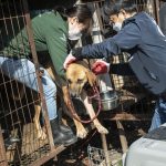 South Korea Dog Meat Farm Rescue