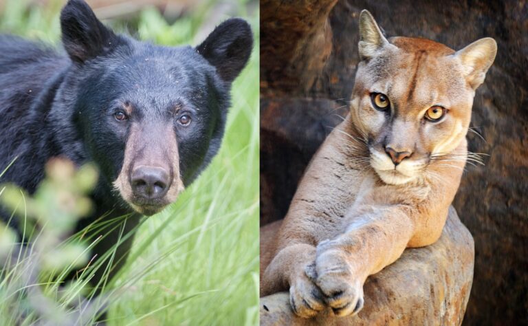 Breaking! Court Puts A Stop To Colorado Parks And Wildlife’s Senseless Killing Of Innocent Black Bears & Mountain Lions