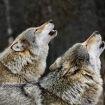 Two Wolves howling in Norway