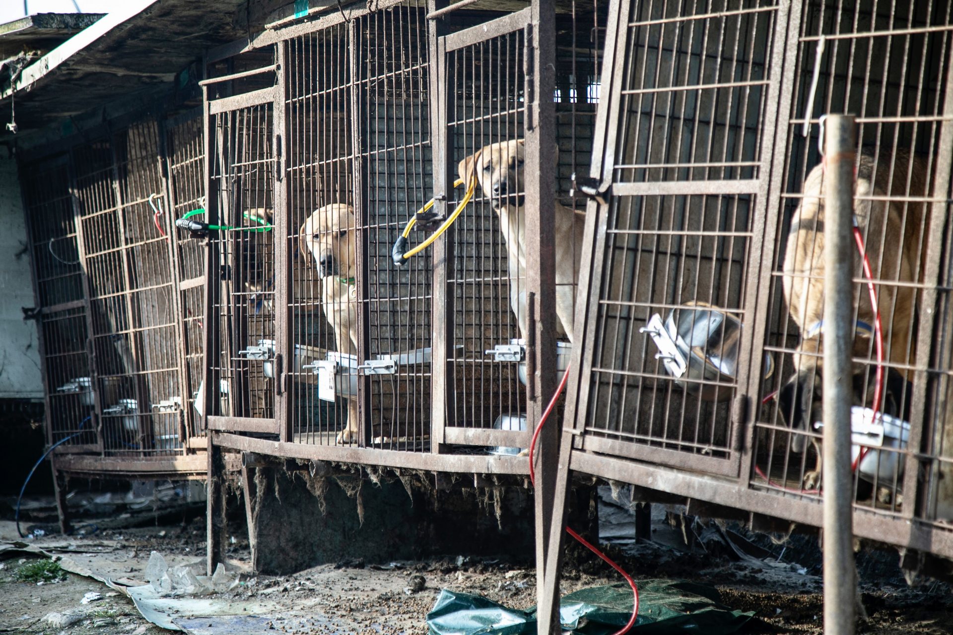 Animal Rescue Organizations In South Korea Work Together To Save 50 ...