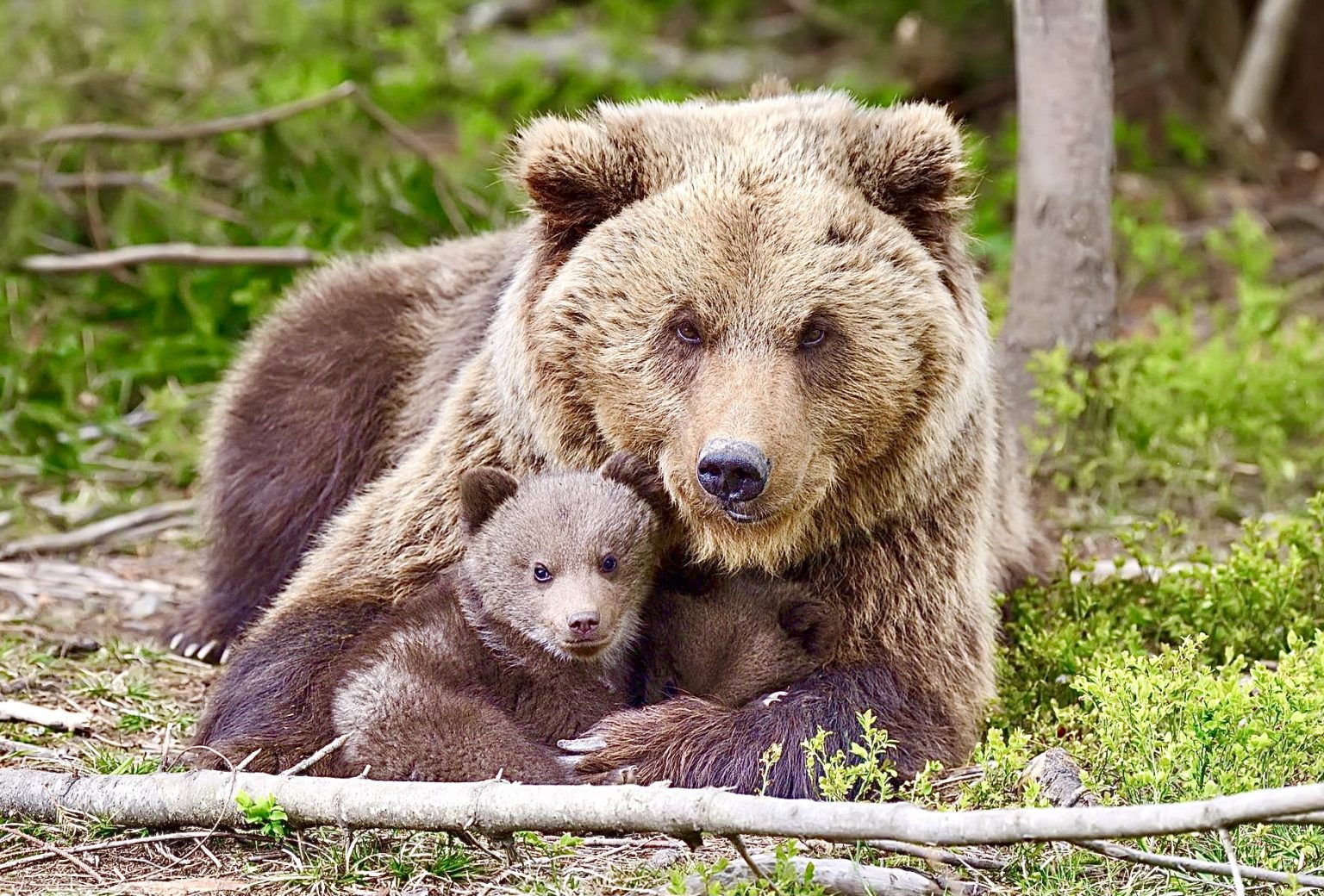 Близнецы Гризли. Bear in the Forest.