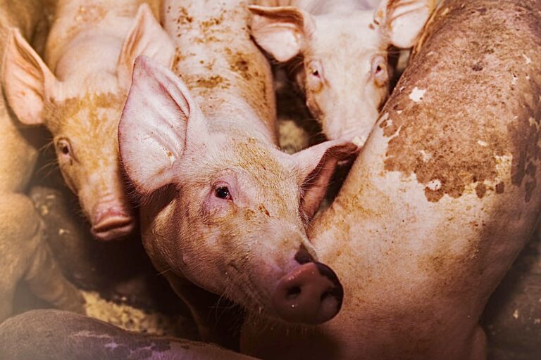 Victory! New Zealand Government Announces Plans To Ban Live Animal Exports