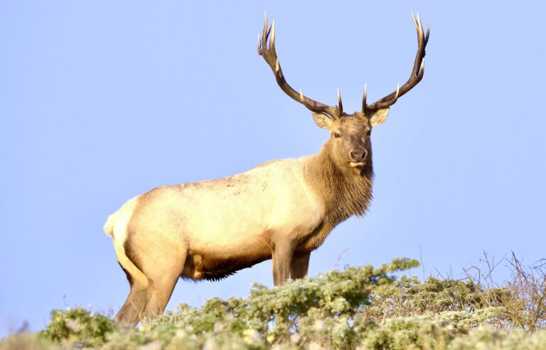 Call To Action! Join The May 1st Demonstration Against The Killing Of Hundreds Of Wild Tule Elk At Point Reyes National Seashore