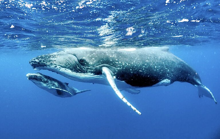 Biden Administration Approves The Protection Of 116,098 Sq. Miles Of Ocean Habitat To Save Endangered Pacific Humpback Whales
