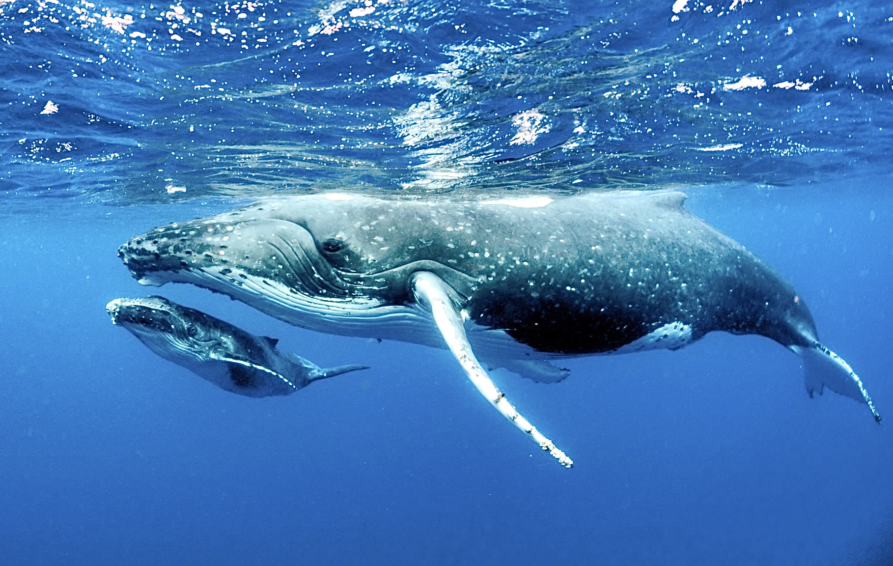 Biden Administration Approves The Protection Of 116 098 Sq Miles Of Ocean Habitat To Save Endangered Pacific Humpback Whales World Animal News