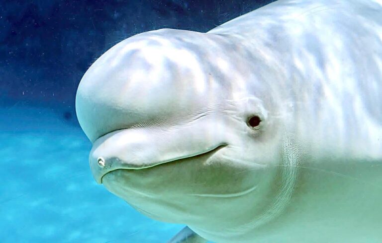 A Federal Court Rules In Favor Of Protecting Critically Endangered Cook Inlet Beluga Whales From Harmful Activities By Oil Company Hilcorp Alaska