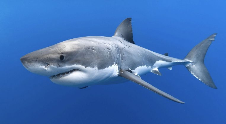 Bill To Ban The Trade Of Shark Fins In The United States Is ...