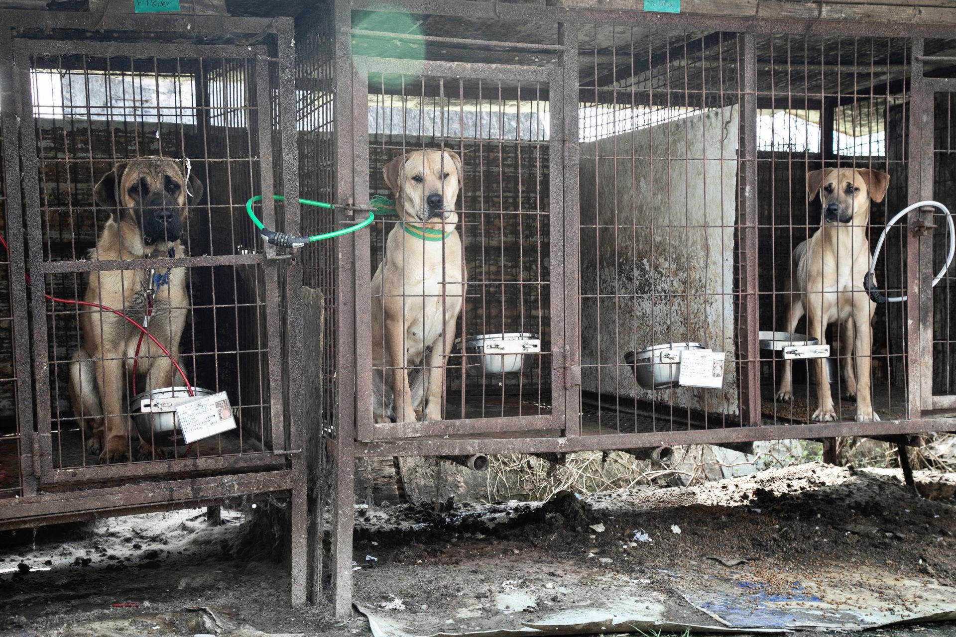 Animal Rescue Organizations In South Korea Work Together To Save 50 