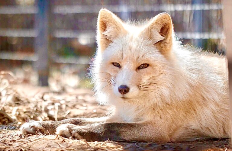 Victory! Saks Fifth Avenue Joins The Growing Number Of High Fashion Brands That Are Going Fur-Free!