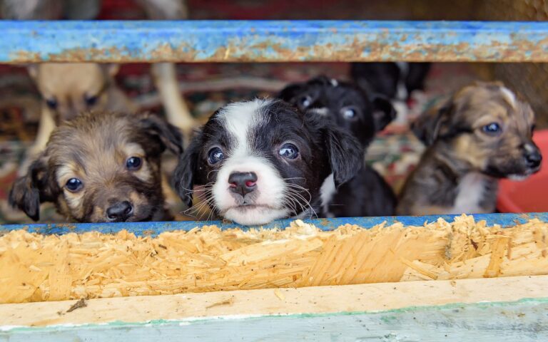 Bill To End Puppy Mill Pipeline & Ban The Retail Sale Of Dogs, Cats, And Rabbits In New York Passes State Senate; Advances To Assembly